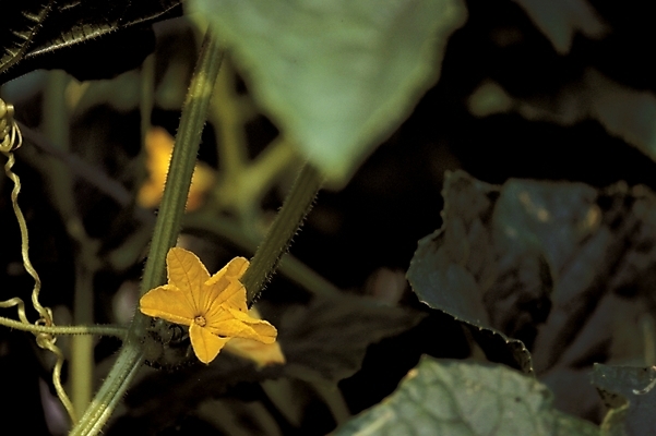 포토 JPG 주간 식물 꽃 한송이 여름꽃 자연 사람없음 야외 노란색 호박꽃 국내포토 자연요소 1 컬러 생태계 송이 파일형식 여름_계절