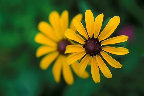 포토 JPG 주간 식물 꽃 여름꽃 자연 근접촬영 사람없음 야외 들꽃 두송이 야생초 루드베키아 국내포토 자연요소 뷰포인트 2 생태계 파일형식 여름_계절