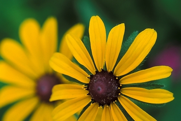포토 JPG 주간 식물 꽃 여름꽃 자연 근접촬영 사람없음 야외 들꽃 두송이 야생초 루드베키아 국내포토 자연요소 뷰포인트 2 생태계 파일형식 여름_계절