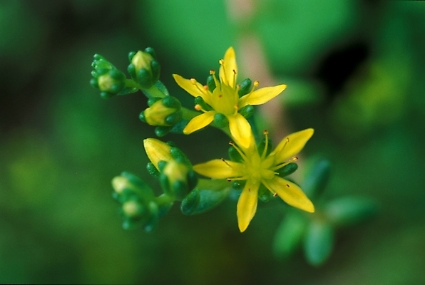 포토 JPG 주간 식물 꽃 자연 근접촬영 사람없음 야외 노란색 들꽃 야생초 국내포토 자연요소 뷰포인트 컬러 생태계 파일형식