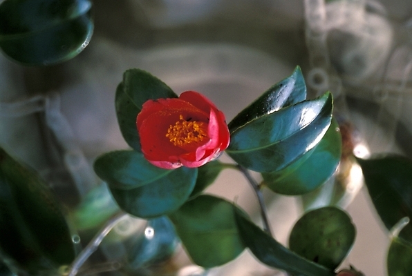 포토 JPG 주간 식물 꽃 한송이 자연 근접촬영 사람없음 야외 빨간색 들꽃 야생초 겨울꽃 동백 국내포토 자연요소 1 뷰포인트 컬러 겨울 생태계 송이 파일형식