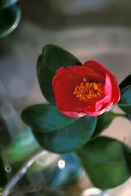 포토 JPG 주간 식물 꽃 한송이 자연 근접촬영 사람없음 야외 빨간색 들꽃 야생초 겨울꽃 동백 국내포토 자연요소 1 뷰포인트 컬러 겨울 생태계 송이 파일형식