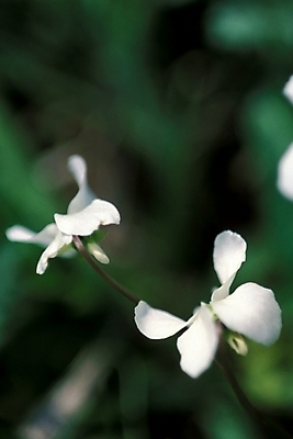 포토 JPG 주간 식물 꽃 봄꽃 자연 근접촬영 사람없음 야외 들꽃 흰색 제비꽃 두송이 야생초 국내포토 자연요소 뷰포인트 컬러 2 봄 생태계 파일형식