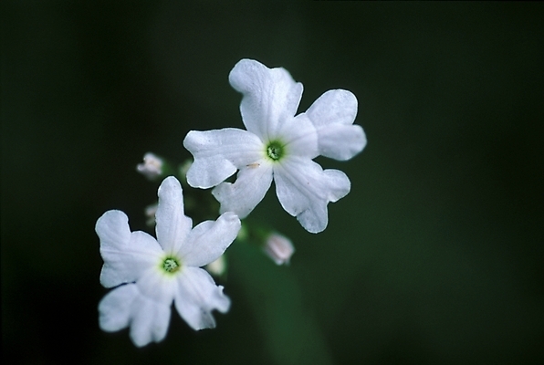 포토 JPG 주간 식물 꽃 자연 근접촬영 사람없음 야외 들꽃 흰색 두송이 야생초 국내포토 자연요소 뷰포인트 컬러 2 생태계 파일형식