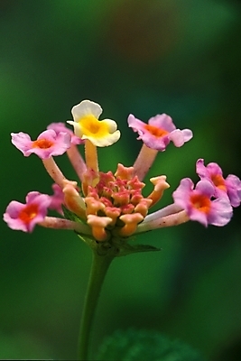 포토 JPG 주간 식물 꽃 여러송이 자연 근접촬영 사람없음 야외 컬러풀 들꽃 야생초 국내포토 자연요소 뷰포인트 컬러 다수 생태계 파일형식