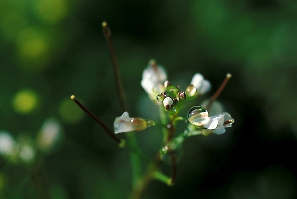포토 JPG 주간 식물 꽃 여러송이 자연 근접촬영 사람없음 야외 들꽃 흰색 야생초 국내포토 자연요소 뷰포인트 컬러 다수 생태계 파일형식