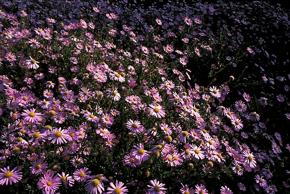 포토 JPG 식물 꽃 여러송이 꽃밭 자연 가을꽃 사람없음 보라색 들꽃 야생초 구절초 국내포토 컬러 다수 생태계 파일형식 가을_계절