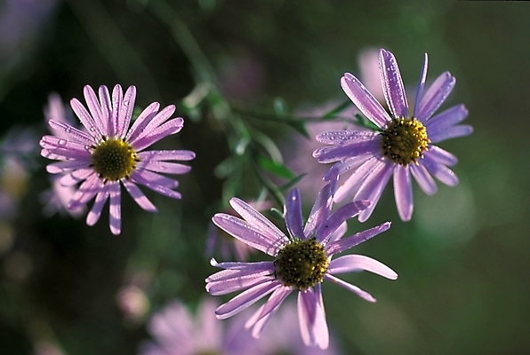 포토 JPG 식물 꽃 여러송이 자연 가을꽃 근접촬영 사람없음 보라색 들꽃 야생초 벌개미취 국내포토 뷰포인트 컬러 다수 생태계 파일형식 가을_계절