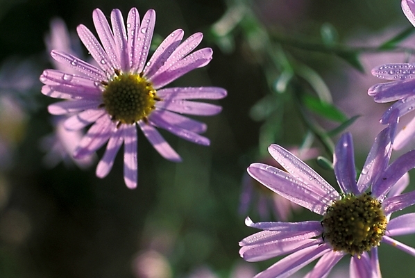 포토 JPG 식물 꽃 자연 가을꽃 근접촬영 사람없음 보라색 들꽃 두송이 야생초 벌개미취 국내포토 뷰포인트 컬러 2 생태계 파일형식 가을_계절