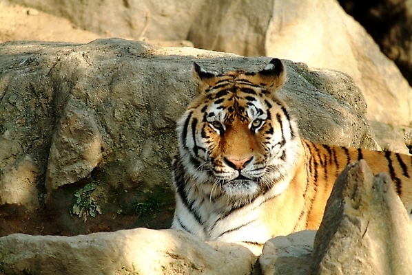 포토 JPG 주간 동물 척추동물 한마리 육지동물 포유류 동물원 사람없음 야외 호랑이 맹수 국내포토 자연요소 1 파일형식