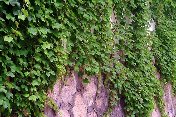 포토 JPG 주간 식물 시설물 현대건축 건축 벽 잎 자연 사람없음 야외 담장 건축부분 담쟁이덩굴 덩굴 국내포토 자연요소 건축물 생태계 파일형식