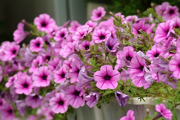 포토 JPG 주간 식물 꽃 분홍색 여러송이 자연 사람없음 야외 들꽃 사피니아 피튜니아 국내포토 자연요소 컬러 다수 생태계 파일형식