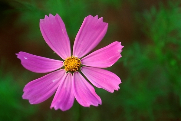 포토 JPG 주간 식물 꽃잎 꽃 분홍색 한송이 자연 가을꽃 사람없음 야외 가을 코스모스 국내포토 자연요소 1 계절 컬러 생태계 송이 파일형식 가을_계절