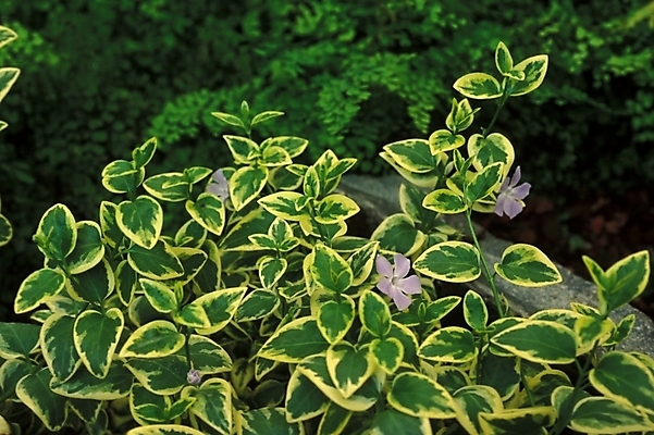 포토 JPG 주간 식물 화초 여러송이 잎 자연 사람없음 야외 초록색 야생초 관엽식물 국내포토 자연요소 컬러 다수 생태계 파일형식