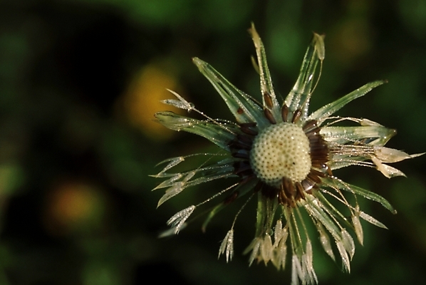포토 JPG 주간 식물 꽃 한송이 자연 사람없음 야외 들꽃 야생초 민들레홀씨 국내포토 자연요소 1 민들레 생태계 송이 파일형식