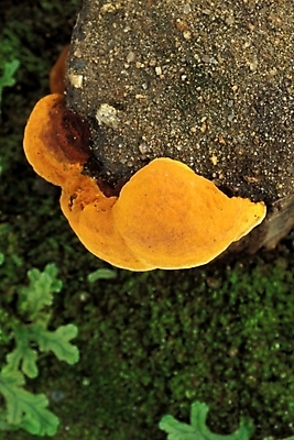 포토 JPG 주간 식물 음식 채소 자연 사람없음 야외 농작물 버섯 약재 나무말뚝 상황버섯 약용버섯 국내포토 자연요소 농업 약 생태계 말뚝 파일형식