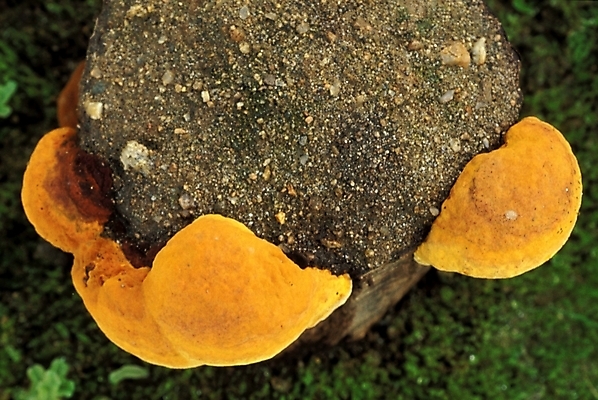 포토 JPG 주간 식물 음식 채소 자연 사람없음 야외 농작물 버섯 약재 나무말뚝 상황버섯 약용버섯 국내포토 자연요소 농업 약 생태계 말뚝 파일형식