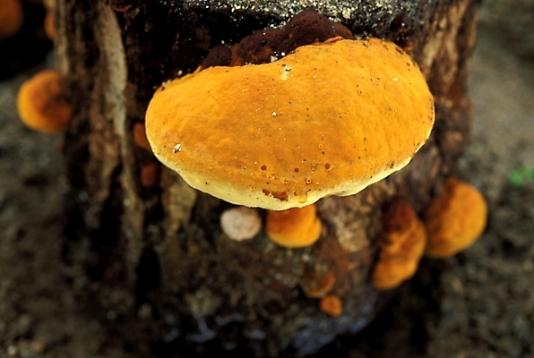 포토 JPG 주간 식물 음식 채소 자연 사람없음 야외 농작물 버섯 약재 나무말뚝 상황버섯 약용버섯 국내포토 자연요소 농업 약 생태계 말뚝 파일형식