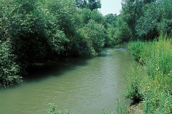 포토 JPG 나무 자연 풍경 사람없음 강 계곡 숲 흙탕물 국내포토 식물 물 생태계 파일형식