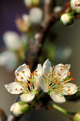 포토 JPG 식물 꽃잎 꽃 자연 풍경 사람없음 들꽃 흰색 꽃술_꽃 두송이 매화 야생초 국내포토 컬러 2 생태계 파일형식