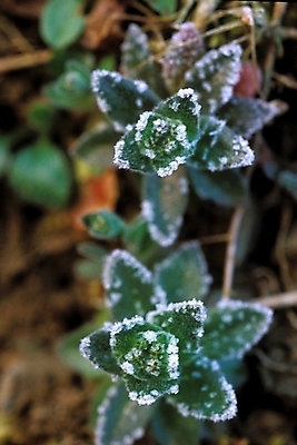 포토 JPG 식물 꽃 자연 풍경 사람없음 초록색 들꽃 두송이 야생초 민들레홀씨 국내포토 컬러 2 민들레 생태계 파일형식