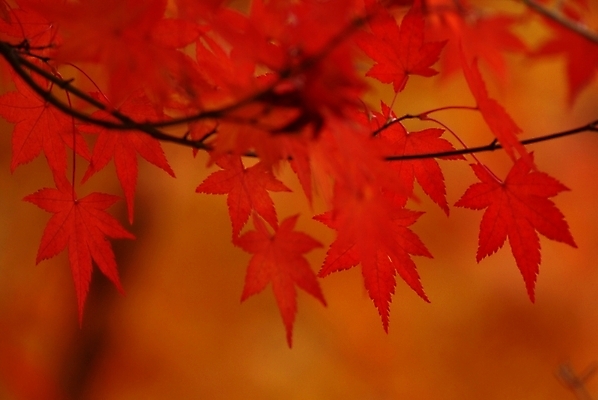 포토 JPG 주간 나무 식물 사계절 계절 단풍 자연 단풍나무 나뭇잎 근접촬영 사람없음 야외 가을 국내포토 자연요소 뷰포인트 잎 생태계 파일형식