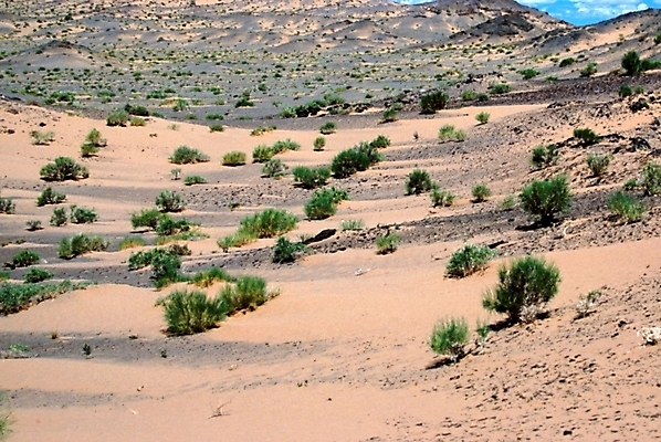 포토 JPG 해외풍경 아시아 외국문화 자연 풍경 사람없음 사막 풀 황무지 건초 몽골 국내포토 식물 해외 나라 문화 생태계 파일형식