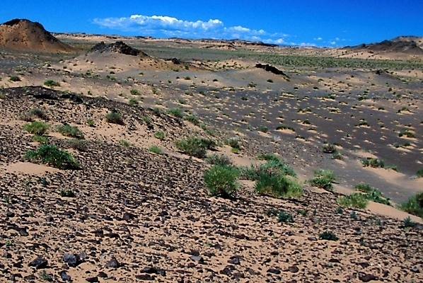 포토 JPG 해외풍경 아시아 외국문화 자연 풍경 사람없음 사막 풀 황무지 건초 몽골 국내포토 식물 해외 나라 문화 생태계 파일형식