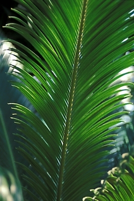 포토 JPG 식물 잎 자연 나뭇잎 근접촬영 사람없음 소철 소철잎 국내포토 뷰포인트 생태계 파일형식