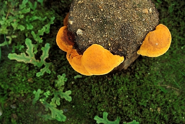 포토 JPG 식물 음식 채소 자연 사람없음 농작물 버섯 약재 나무말뚝 상황버섯 약용버섯 국내포토 농업 약 생태계 말뚝 파일형식