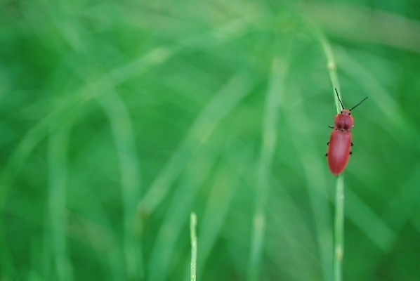 포토 JPG 곤충 백그라운드 절지류 자연 사람없음 풀 벌레 풀벌레 국내포토 식물 동물 생태계 파일형식
