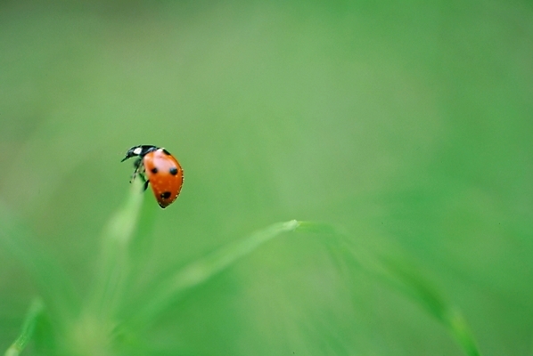 포토 JPG 식물 한마리 곤충 백그라운드 절지류 자연 풍경 사람없음 풀 벌레 무당벌레 국내포토 동물 1 생태계 파일형식