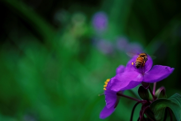 포토 JPG 식물 꽃 배경화면 곤충 백그라운드 여름꽃 자연 풍경 사람없음 들꽃 벌레 벌 달개비 닭의장풀 국내포토 동물 생태계 파일형식 여름_계절