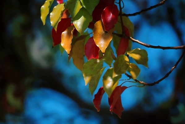 포토 JPG 식물 사계절 계절 백그라운드 낙엽 잎 자연 나뭇잎 사람없음 가을 국내포토 생태계 파일형식