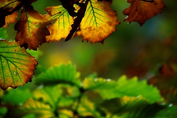 포토 JPG 식물 사계절 계절 백그라운드 낙엽 잎 자연 나뭇잎 사람없음 가을 국내포토 생태계 파일형식