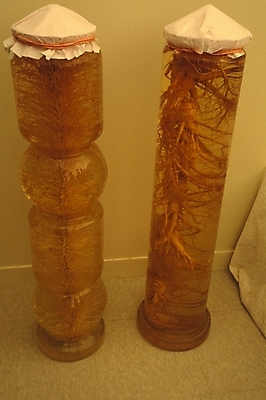 포토 JPG 한국문화 한국전통 한식 음식 주류 한국 사람없음 전통음식 인삼 전통주 인삼주 국내포토 동양문화 전통 아시아 음료 삼 파일형식