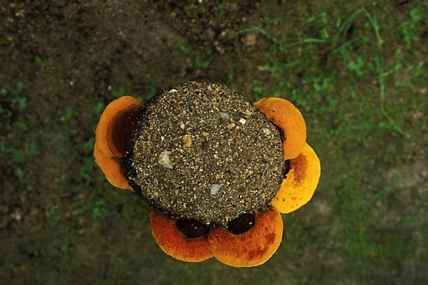 포토 JPG 식물 음식 채소 자연 사람없음 농작물 버섯 약재 나무말뚝 상황버섯 약용버섯 국내포토 농업 약 생태계 말뚝 파일형식