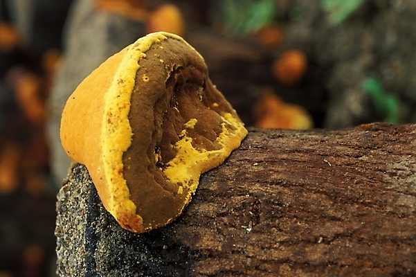 포토 JPG 식물 음식 채소 자연 사람없음 농작물 버섯 약재 나무말뚝 상황버섯 약용버섯 국내포토 농업 약 생태계 말뚝 파일형식