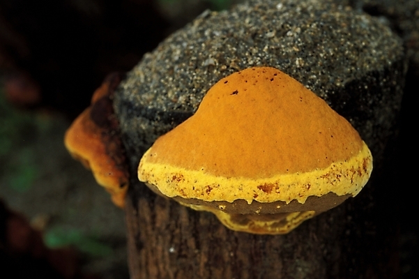 포토 JPG 식물 음식 채소 자연 사람없음 농작물 버섯 약재 나무말뚝 상황버섯 약용버섯 국내포토 농업 약 생태계 말뚝 파일형식