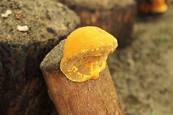 포토 JPG 식물 음식 채소 자연 사람없음 농작물 버섯 약재 나무말뚝 상황버섯 약용버섯 국내포토 농업 약 생태계 말뚝 파일형식