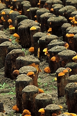 포토 JPG 식물 음식 채소 자연 사람없음 농작물 버섯 약재 나무말뚝 버섯농장 상황버섯 약용버섯 국내포토 농업 약 농장 생태계 말뚝 파일형식