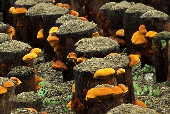 포토 JPG 식물 음식 채소 자연 사람없음 농작물 버섯 약재 나무말뚝 버섯농장 상황버섯 약용버섯 국내포토 농업 약 농장 생태계 말뚝 파일형식