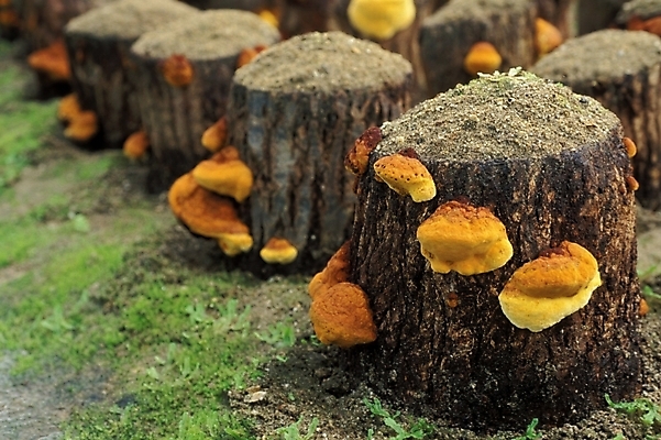 포토 JPG 식물 음식 채소 자연 사람없음 농작물 버섯 약재 나무말뚝 버섯농장 상황버섯 약용버섯 국내포토 농업 약 농장 생태계 말뚝 파일형식