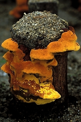 포토 JPG 식물 음식 채소 자연 사람없음 농작물 버섯 약재 나무말뚝 상황버섯 약용버섯 국내포토 농업 약 생태계 말뚝 파일형식