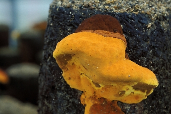 포토 JPG 식물 음식 채소 자연 사람없음 농작물 버섯 약재 나무말뚝 상황버섯 약용버섯 국내포토 농업 약 생태계 말뚝 파일형식