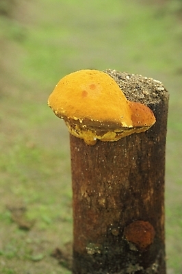 포토 JPG 식물 음식 채소 자연 사람없음 농작물 버섯 약재 나무말뚝 상황버섯 약용버섯 국내포토 농업 약 생태계 말뚝 파일형식