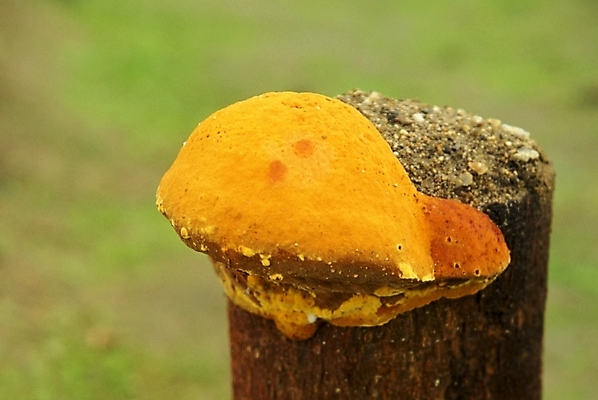 포토 JPG 식물 음식 채소 자연 사람없음 농작물 버섯 약재 나무말뚝 상황버섯 약용버섯 국내포토 농업 약 생태계 말뚝 파일형식