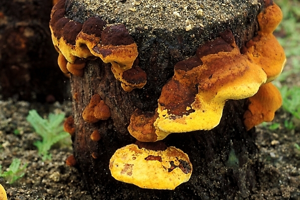 포토 JPG 식물 음식 채소 자연 사람없음 농작물 버섯 약재 나무말뚝 상황버섯 약용버섯 국내포토 농업 약 생태계 말뚝 파일형식