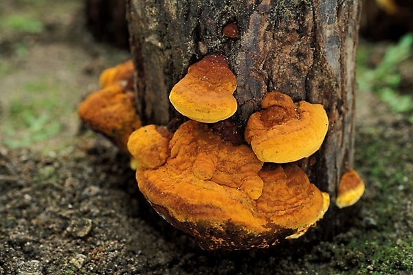 포토 JPG 식물 음식 채소 자연 사람없음 농작물 버섯 약재 나무말뚝 상황버섯 약용버섯 국내포토 농업 약 생태계 말뚝 파일형식