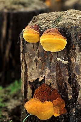 포토 JPG 식물 음식 채소 자연 사람없음 농작물 버섯 약재 나무말뚝 상황버섯 약용버섯 국내포토 농업 약 생태계 말뚝 파일형식